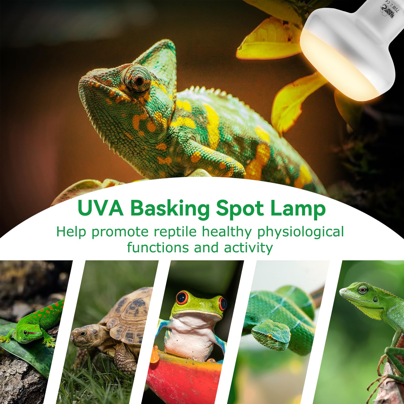 LUCKY HERP Intense Heat Lamp Bulbs for Reptiles 75W 2 Pack, UVA Daylight Reptile Heat Lamp, Reptile Basking Heat Light Bulb for
